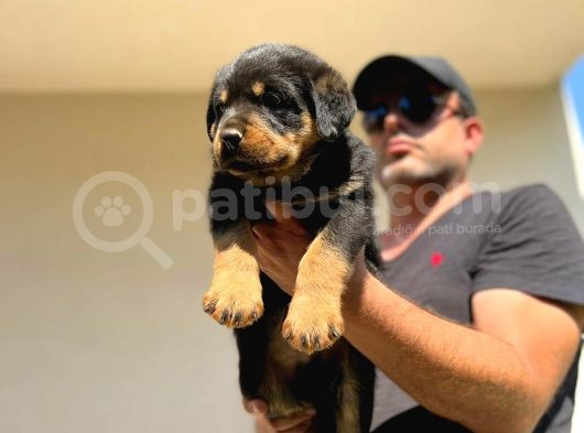 Erkek Dişi Secereli En İyisinden Daha İyi Rottweiler Yavruları görsel