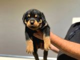 Erkek Dişi Secereli En İyisinden Daha İyi Rottweiler Yavruları