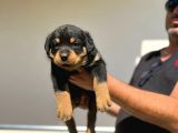 Erkek Dişi Secereli En İyisinden Daha İyi Rottweiler Yavruları