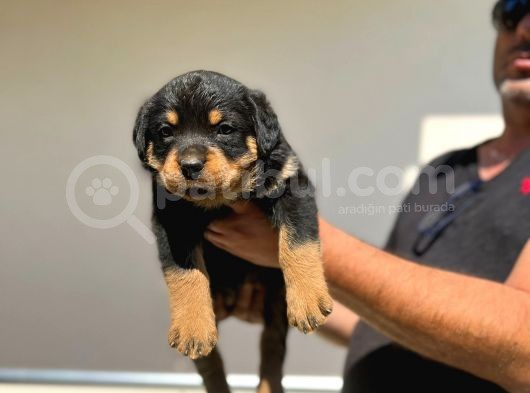 Erkek Dişi Secereli En İyisinden Daha İyi Rottweiler Yavruları görsel