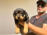 Erkek Dişi Secereli En İyisinden Daha İyi Rottweiler Yavruları