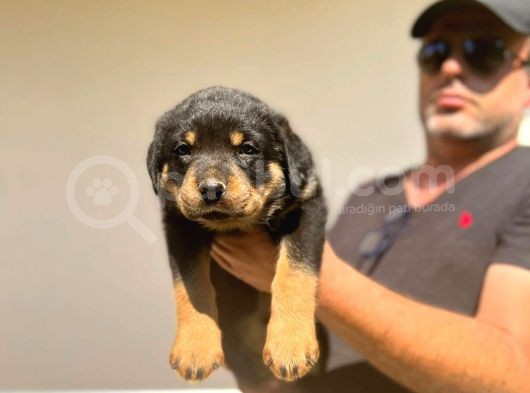 Erkek Dişi Secereli En İyisinden Daha İyi Rottweiler Yavruları görsel