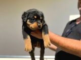 Erkek Dişi Secereli En İyisinden Daha İyi Rottweiler Yavruları