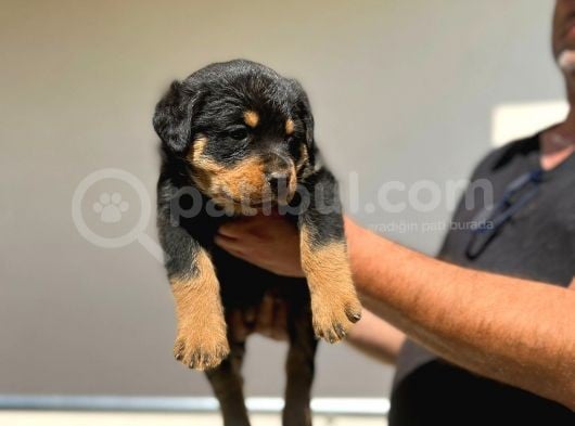 Erkek Dişi Secereli En İyisinden Daha İyi Rottweiler Yavruları görsel