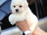 Show Kaliteli Secereli Bişon Çuha Köpeği
