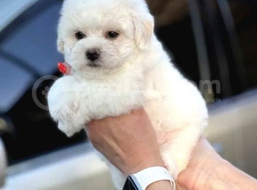 Show Kaliteli Secereli Bişon Çuha Köpeği