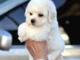 Show Kaliteli Secereli Bişon Çuha Köpeği