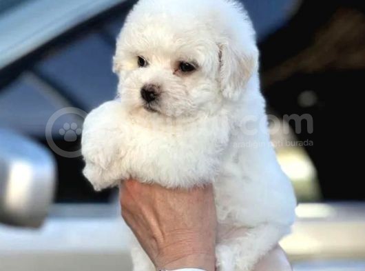 Show Kaliteli Secereli Bişon Çuha Köpeği görsel