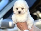 Show Kaliteli Secereli Bişon Çuha Köpeği