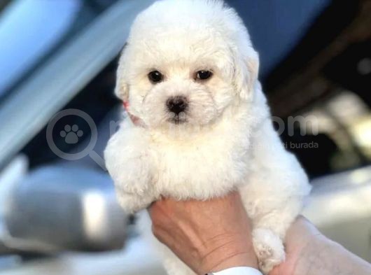 Show Kaliteli Secereli Bişon Çuha Köpeği görsel