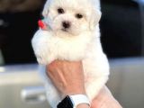 Show Kaliteli Secereli Bişon Çuha Köpeği