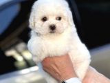 Show Kaliteli Secereli Bişon Çuha Köpeği