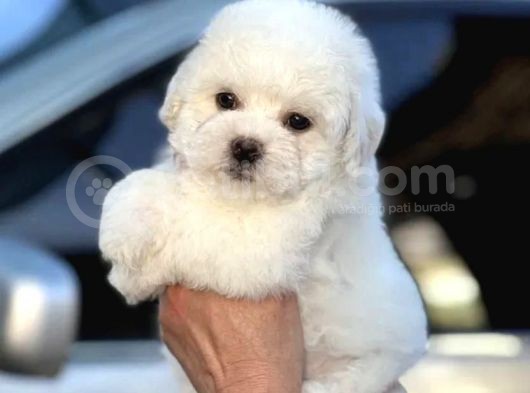 Show Kaliteli Secereli Bişon Çuha Köpeği görsel