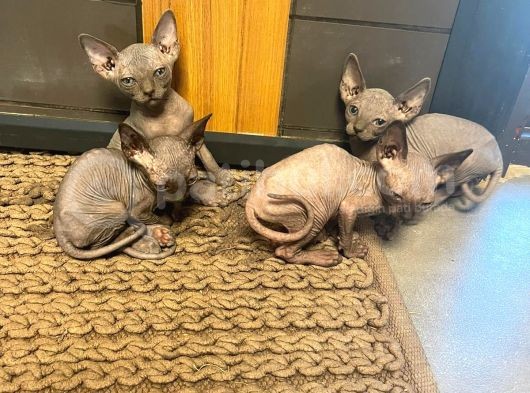 Erkek ve Dişi Sfenks Kedi