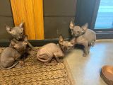 Erkek Ve Dişi Sfenks Kedi