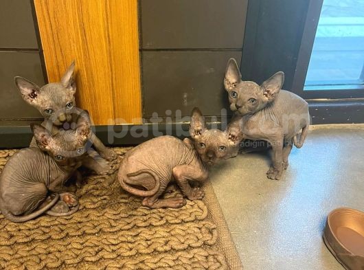 Erkek Ve Dişi Sfenks Kedi görsel