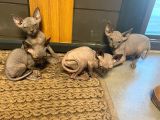 Erkek Ve Dişi Sfenks Kedi