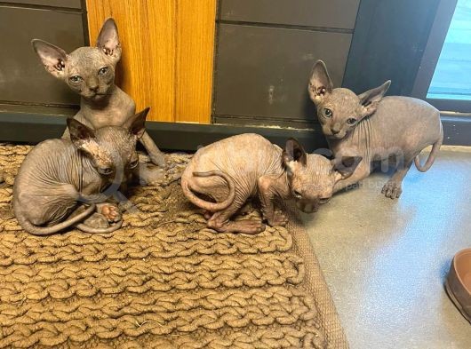 Erkek Ve Dişi Sfenks Kedi görsel