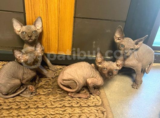 Erkek Ve Dişi Sfenks Kedi görsel