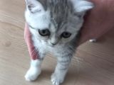 2,5 Aylik Bri̇ti̇sh Shortai̇r Si̇lver Safkan Kaçirmayin