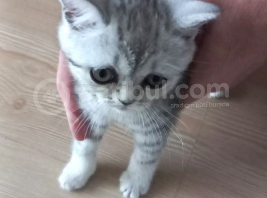 2,5 Aylik Bri̇ti̇sh Shortai̇r Si̇lver Safkan Kaçirmayin