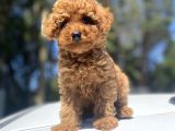 Red Toy Poodle Bebekler