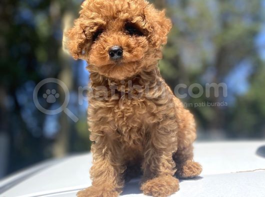 Red Toy Poodle Bebekler görsel