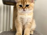 Golden British Shorthair Erkek Safkan Yavrumuz