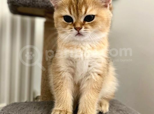 Golden British Shorthair Erkek Safkan Yavrumuz görsel