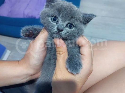 British Shorthair görsel