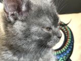 Acil Britishshorthair