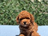 Red Toy Poodle Yavrular