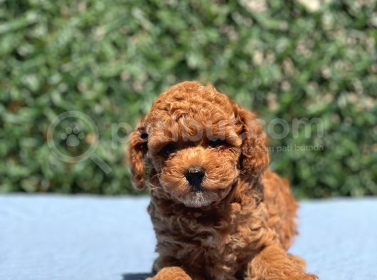 Red Toy Poodle Yavrular görsel