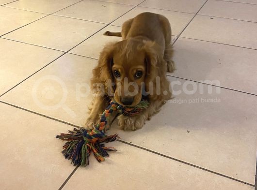 İngiliz Cocker 3,5 Ayık görsel