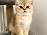Golden British Shorthair Erkek Safkan Yavrumuz