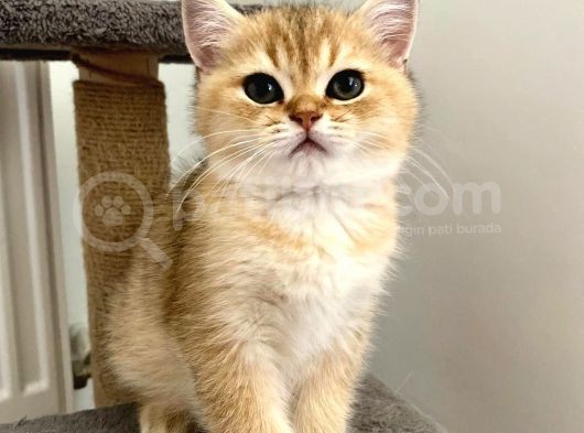 Golden British Shorthair Erkek Safkan Yavrumuz