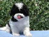 Harlequi̇n Toy Poodle Yavrular
