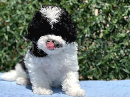 Harlequi̇n Toy Poodle Yavrular görsel