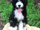 Nadi̇r Irk Dev Boy Bernedoodle