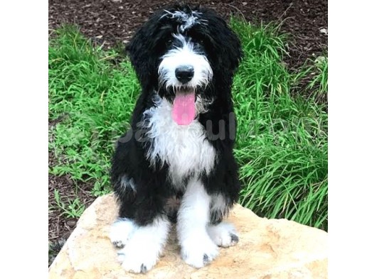 Nadi̇r Irk Dev Boy Bernedoodle
