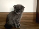 Scottish Fold