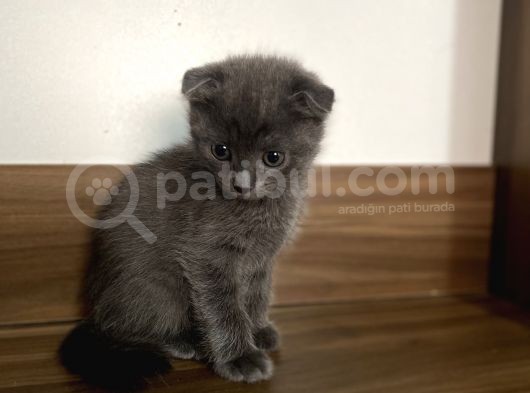 Scottish Fold