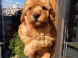 Ev Ortamında Büyüyen Toypoodle Bebişler