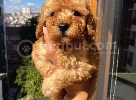Ev Ortamında Büyüyen Toypoodle Bebişler görsel