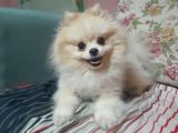 Pomerian Boo
