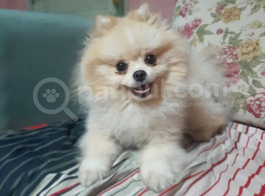 Pomerian Boo