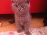 Scottish Fold Erkek Yavru
