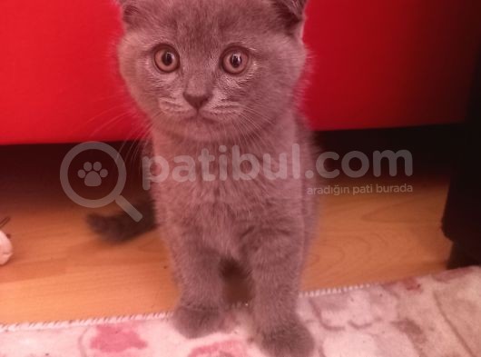 Scottish Fold Erkek Yavru görsel