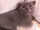 Scottish Fold Erkek Yavru