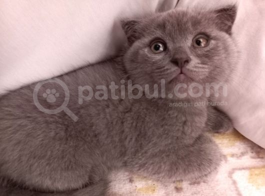 Scottish Fold Erkek Yavru görsel
